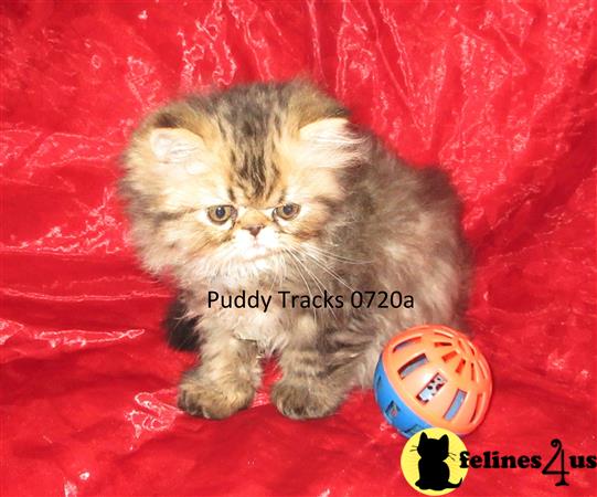 Puddy Tracks Picture 1